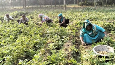 ক্ষতি পুষিয়ে নিতে আগাম আলুতেই ভরসা কৃষকদের